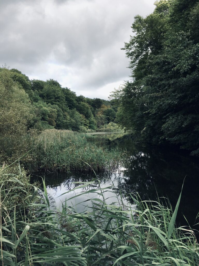 Siv og vand ved mølleåen.