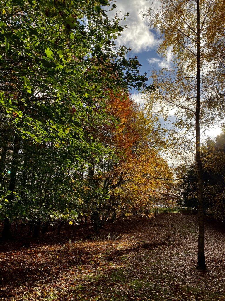 Bladende har flotte efterårsfarver på træerne