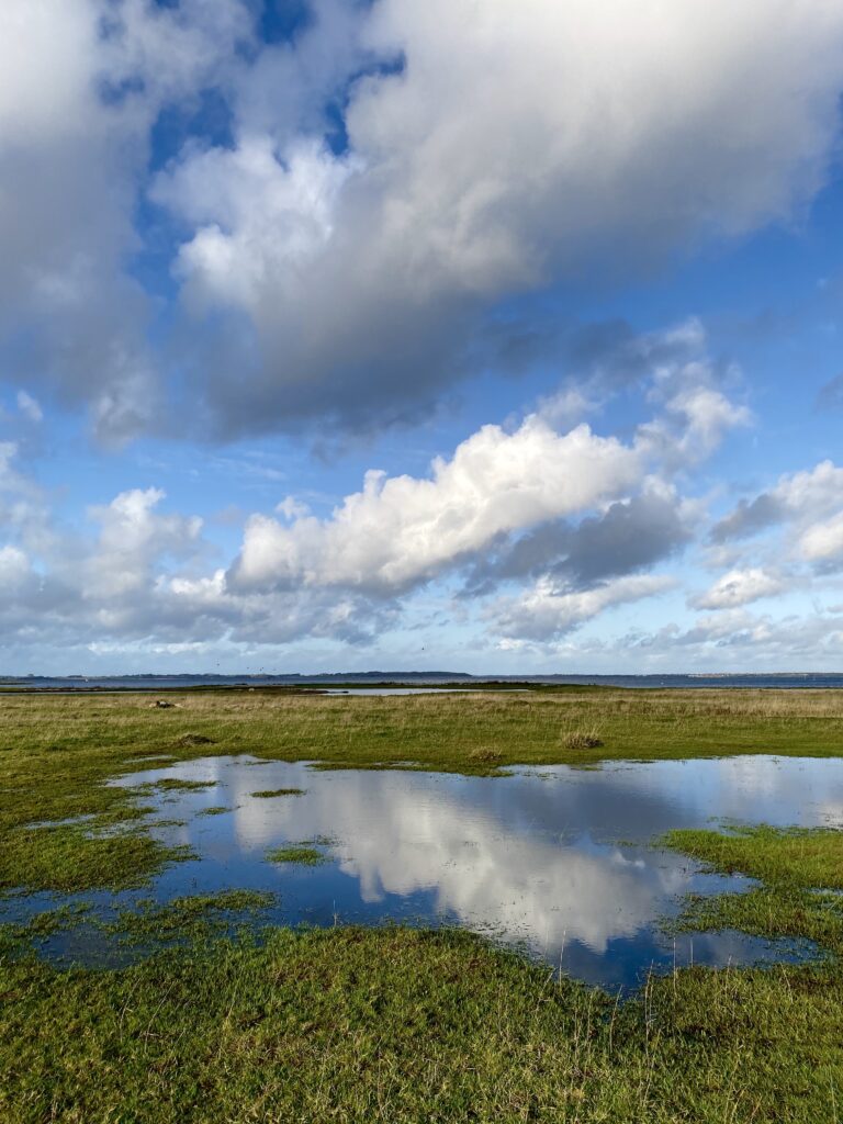 Et billede af strandengen