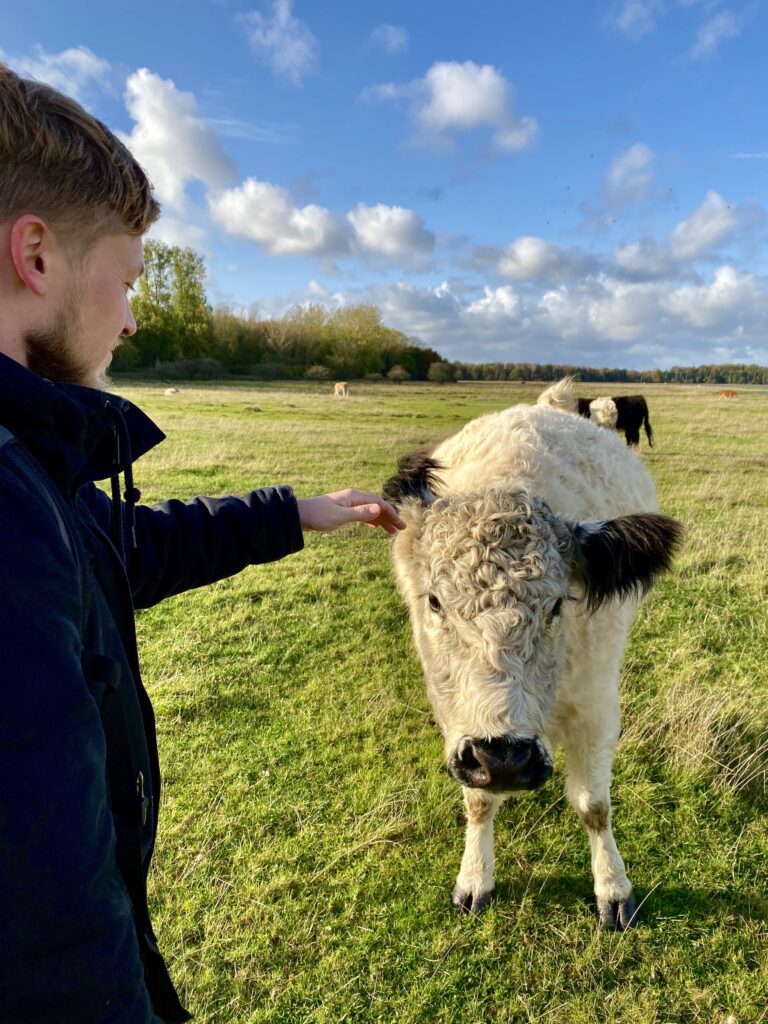 Daniel forsøger at klappe en ko på Askehoved på Bognæs