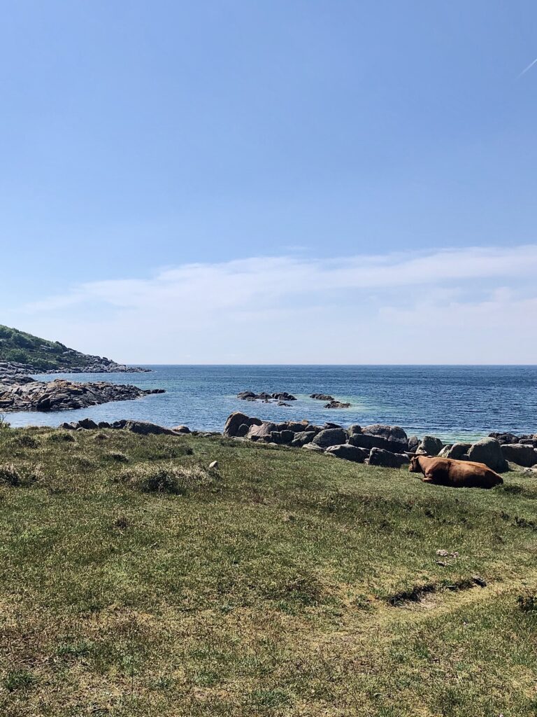 Udsigt ud over øresund med en ko i forgrunden tæt på Salomons ruin