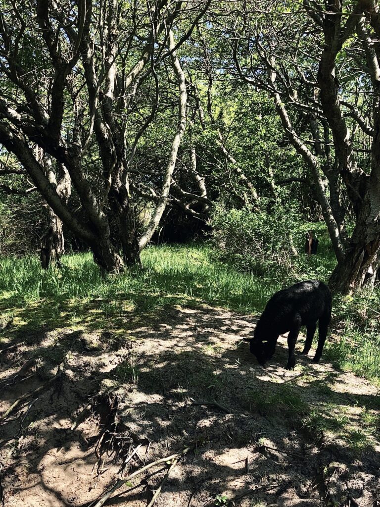 En ko der græsser i kanten af skoven ved Salomons ruin og hammerknuden