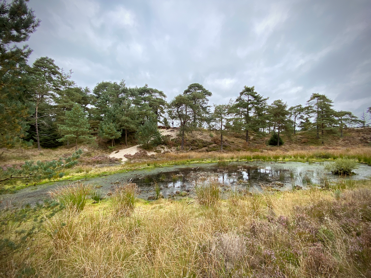Syvårssøerne: Guide til vandretur i Frederikshåb plantage